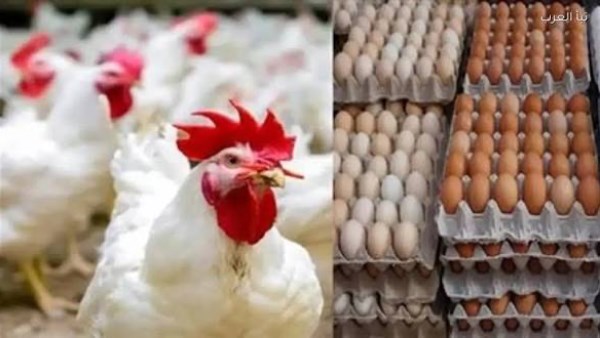 انخفاض جديد.. تراجع أسعار الفراخ والبانيه اليوم الخميس 16 يوليو