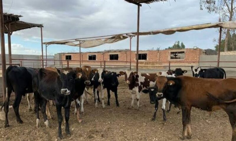 برلماني: حماية الثروة الحيوانية ركيزة لتحقيق الأمن الغذائي