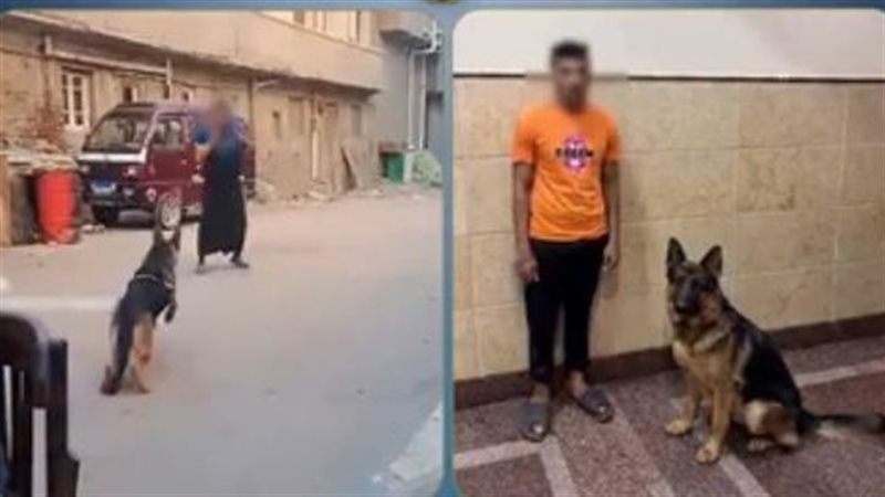 الداخلية تكشف ملابسات فيديو دفع كلب لمهاجمة سيدة في البحيرة وتضبط المتهم