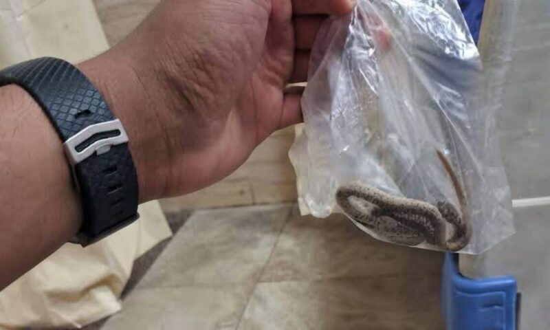 لدغه ثعبان فأحضره معه إلى المستشفى.. واقعة غريبة في صعيد مصر
