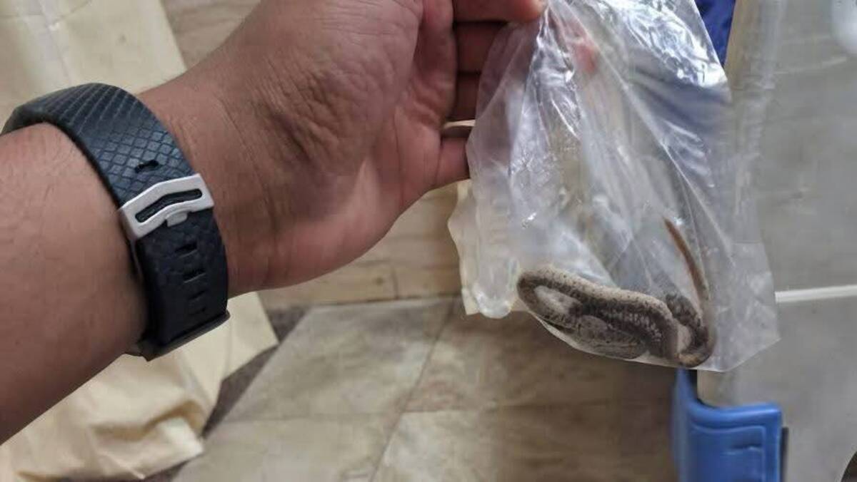 لدغه ثعبان فأحضره معه إلى المستشفى.. واقعة غريبة في صعيد مصر