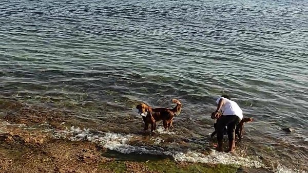 ما حكم إلقاء المخلفات في البحر والتلوث أثناء المصيف؟.. أمين الفتوى يجيب