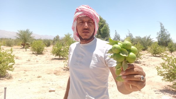 بين سفوح الجبال.. الليمون يزهر أملاً في طور سيناء.. وموسم الحصاد يبشر بطفرة زراعية واعدة