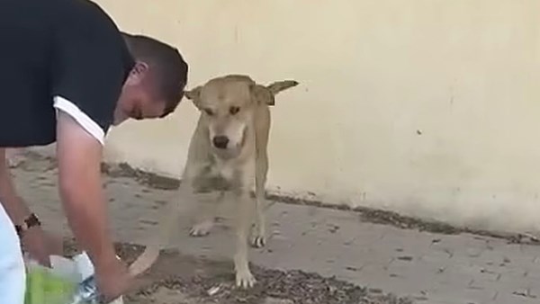 لفتة إنسانية.. خالد الغندور يحث على الرفق بحيوانات الشارع في حر الصيف