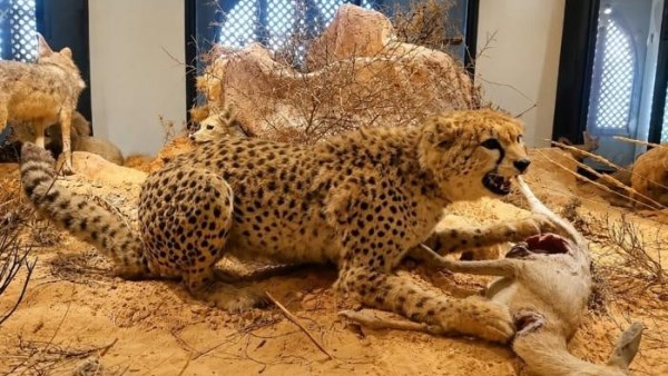 الفهد الصحراوي.. كيف اختفى أسرع عدّاء من البراري؟