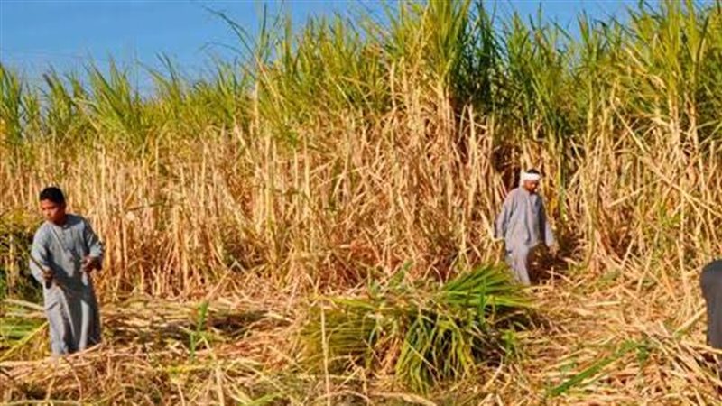 خفضوا مساحة زراعته وحصة سماده، خبير زراعي: احذروا صعيدا خاليا من قصب السكر