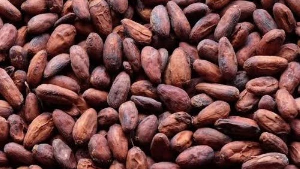 انخفاض إنتاج الكاكاو في غانا يثير مخاوف بشأن أسعار الشوكولاتة