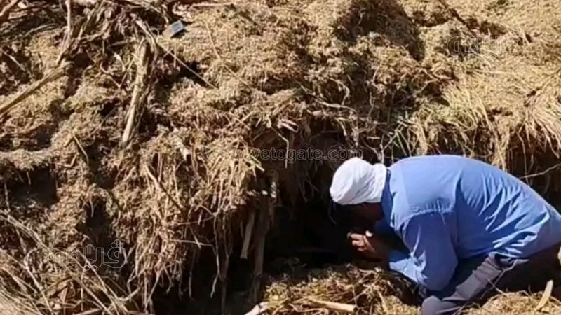لدغات متكررة وتحركات عاجلة، منيا القمح في مواجهة خطر الثعابين بعد سقوط ضحايا جدد (صور)