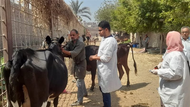 قافلة علاجية مجانية لطب بيطري القاهرة بمنطقة التبين لدعم صحة الحيوان