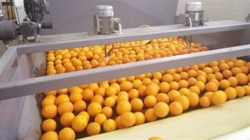 طفرة جديدة للصادرات الزراعية المصرية، الموالح تتصدر بأكثر من 2.2 مليون طن