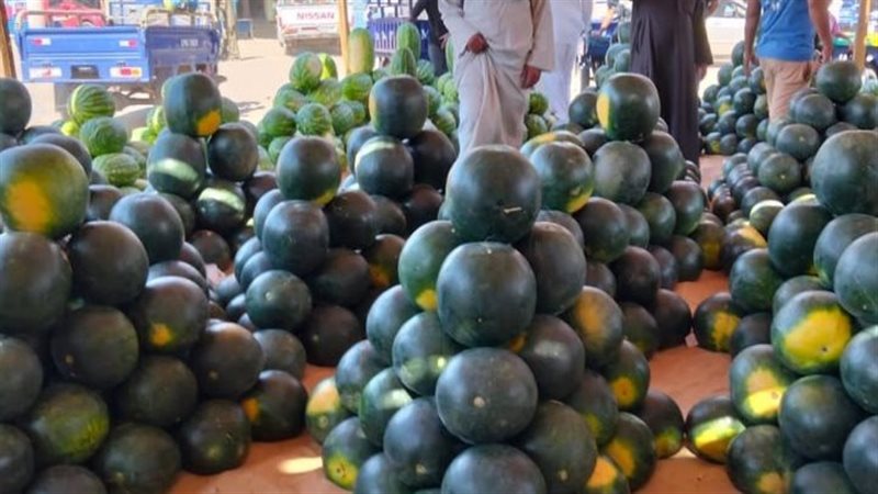 اكسر وكل ببلاش نفحة المزاد، رحلة إلى سوق المستقبل للبطيخ الإسماعلاوي (فيديو وصور)