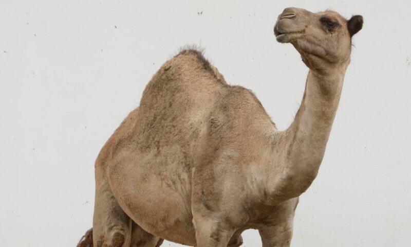 فلاح جزائري يسمم مسقى للإبل بـ”الأسيد”.. وشكوى قضائية تلاحقه