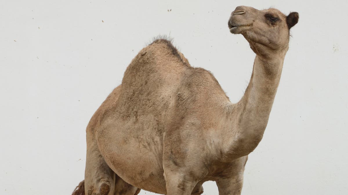 فلاح جزائري يسمم مسقى للإبل بـ”الأسيد”.. وشكوى قضائية تلاحقه
