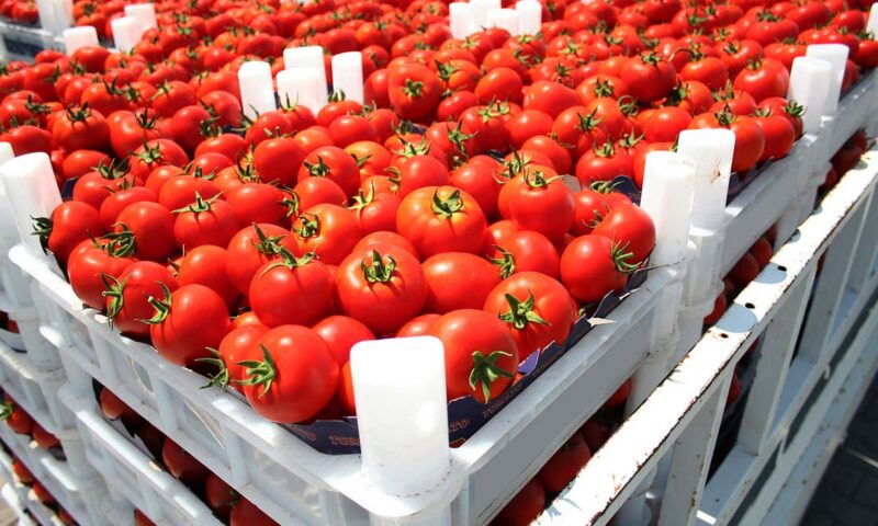 المغرب يتصدر قائمة مزودي إسبانيا بالخضر والفواكه