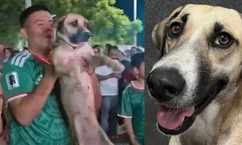 بعد شهر من الاختفاء.. عائلة مكسيكية تستعيد كلبتها بعد ظهورها في احتفالات كأس العالم