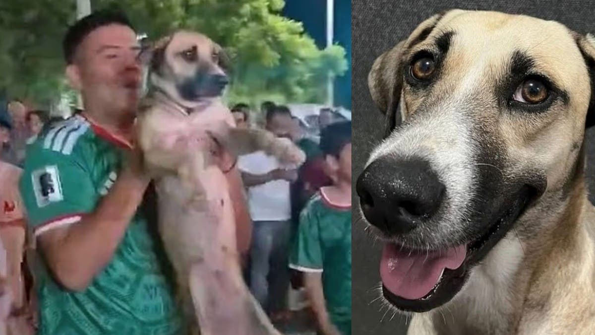 بعد شهر من الاختفاء.. عائلة مكسيكية تستعيد كلبتها بعد ظهورها في احتفالات كأس العالم