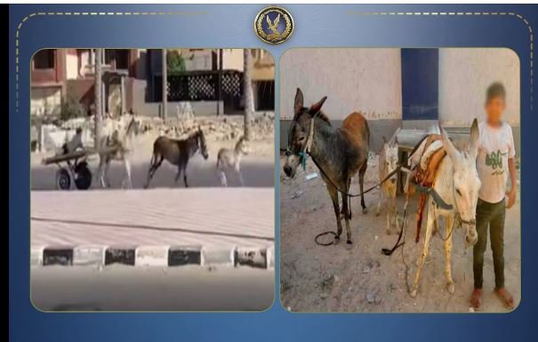 الداخلية تكشف ملابسات قيام قائد عربة «كارو» تجرها 3 دابات بالسير عكس الاتجاه