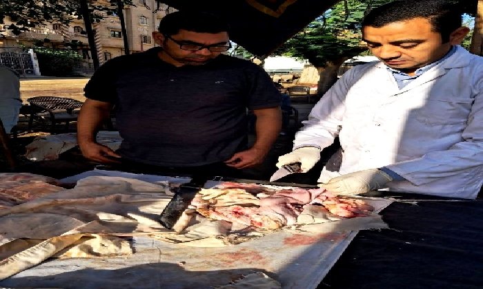 ضبط لحوم غير صالحة للاستهلاك الآدمي بمركز سوهاج
