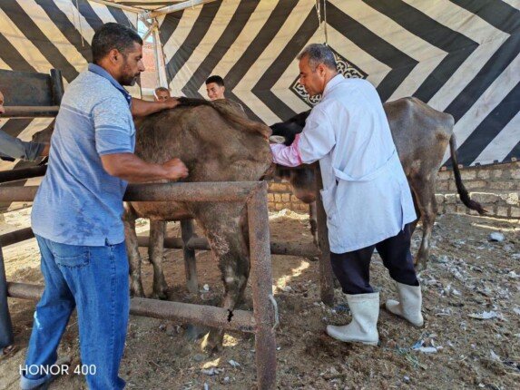 «الزراعة»: إجراء التلقيح الاصطناعي لأكثر من 39 ألف ماشية خلال يونيو