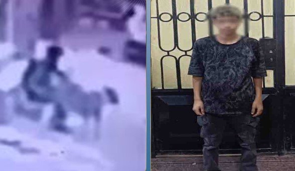 ضبط عاطل بتهمة التعدي على كلب ضال في المنوفية