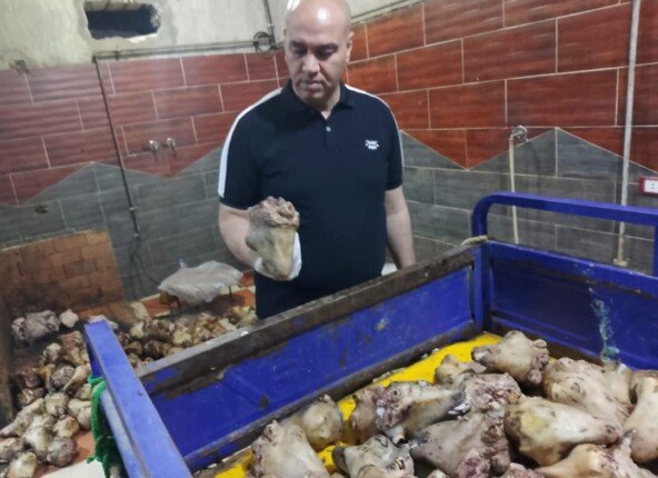 ضبط 120 رأس أغنام وماعز نافقة داخل مطعم غير مرخص بمطروح