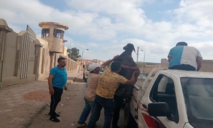 حفاظًا على الأرواح والمظهر الحضاري للمدينة.. محافظ بورسعيد يحذر من إطلاق الماشية في الشوارع