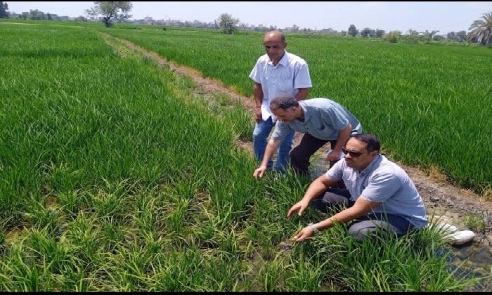 زراعة الشرقية تنظم يومًا حقليًا للأرز بأبو كبير وكفر صقر لتعزيز الإنتاجية