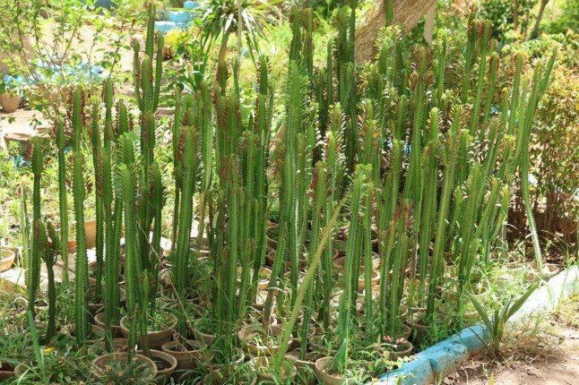 من أبوقرقاص إلى مدارس المنيا.. مشتل تعليمي يتربع على عرش الجمهوريه في إنتاج الأشجار