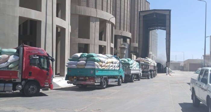 توريد 242 ألف و500 طن من القمح المحلي بأسيوط