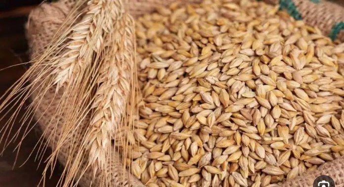 الحبة «العريضة والرفيعة».. سعر طن الأرز الشعير اليوم الأربعاء 1 يوليو 2026
