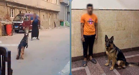 القبض على شخص حرّض كلبه على مهاجمة سيدة بالبحيرة