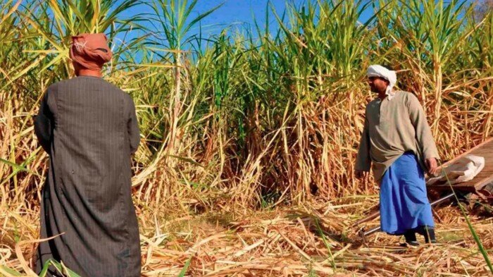 وزير التموين: استكمال صرف باقي مستحقات مزارعي قصب السكر الأسبوع المقبل