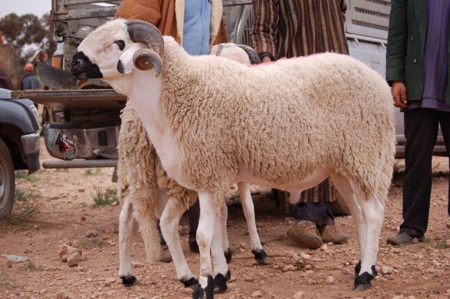 مأساة في المعصرة.. خروف ينهي حياة صاحبه المسن فوق سطح منزله