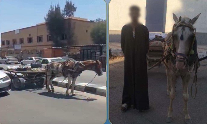 ضبط سائق عربة «كارو» عطل الحركة المرورية أمام مستشفى في شمال سيناء
