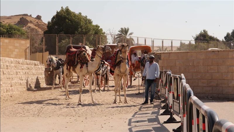 محافظة الجيزة تتابع انتظام منظومة ركوب الخيل والجمال بالمنطقة الأثرية للأهرامات