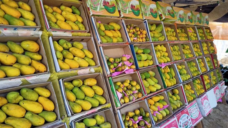 أسعار المانجو اليوم، ارتفاع 8 أصناف منها العويس والفص وانخفاض السكري 10 جنيهات