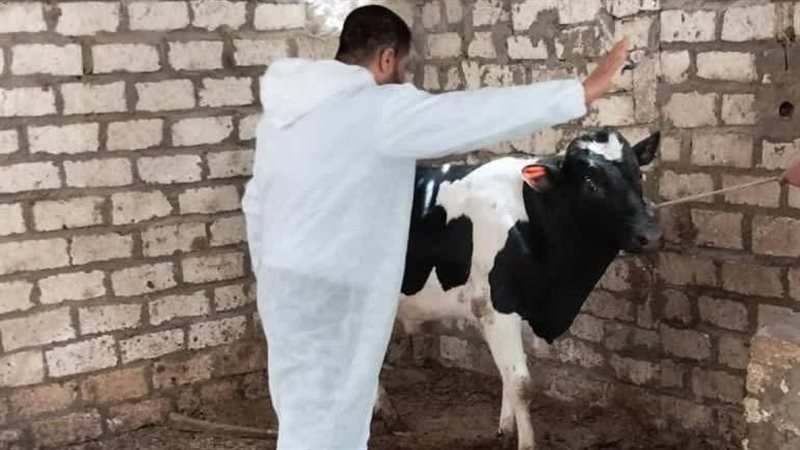 انطلاق حملة تحصين الماشية في المنيا ضد الحمى القلاعية والوادي المتصدع