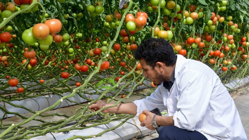 من المعمل إلى الحقل، 180 فكرة بمسابقة الابتكار الزراعي 2026، البحث عن عقل يحوِّل العلم إلى حل في مواجهة أزمات المياه والتربة والغذاء
