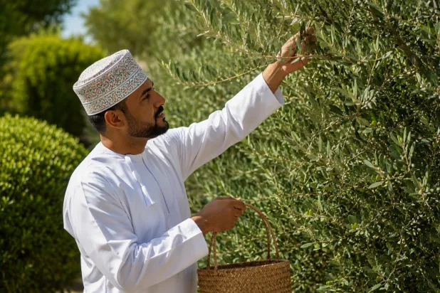 عمان تحتفي بمهرجان الزيتون للمرة الخامسة