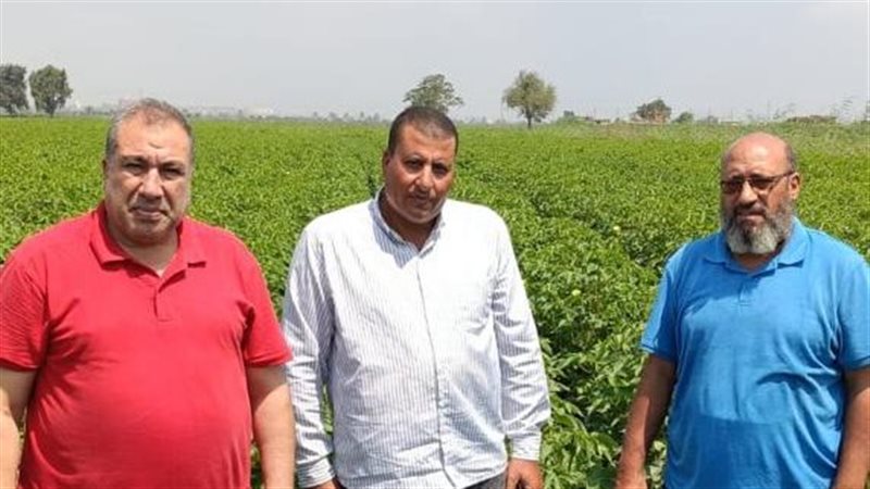 الزراعة تواصل المتابعة الميدانية لحقول إكثار القطن لضمان جودة التقاوي