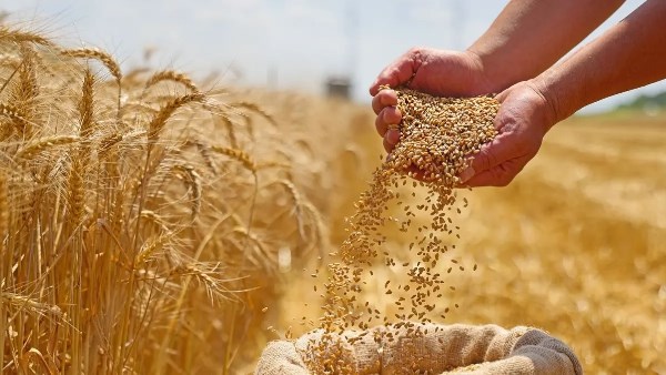 القمح والسكر والذرة في الصدارة.. كيف يعزز مشروع “مستقبل مصر” الأمن الغذائي؟