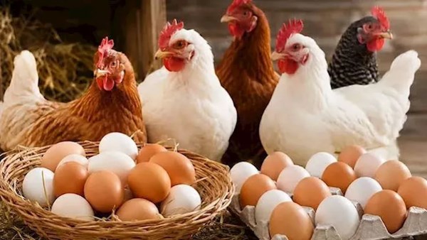 بكام انهاردة؟..  أسعار الفراخ البيضاء والبانيه.. وتوقعات بارتفاعات مرتقبة في البيض