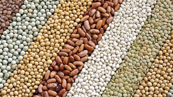 احذر المغشوش.. الزراعة: لدينا أكثر من 125 ألف طن تقاوي تكفي لزراعة 3 ملايين فدان