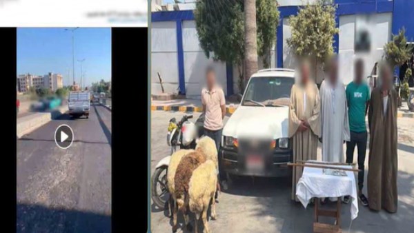 بسبب «خرفان تعبانة».. مطاردة مثيرة تنتهي بتدخل الجهات الأمنية بالإسكندرية