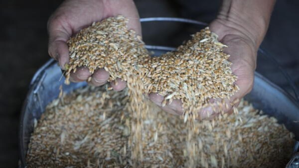 حرب جديدة على الغذاء.. روسيا تحذر من ارتفاع الأسعار بسبب هجمات أوكرانيا