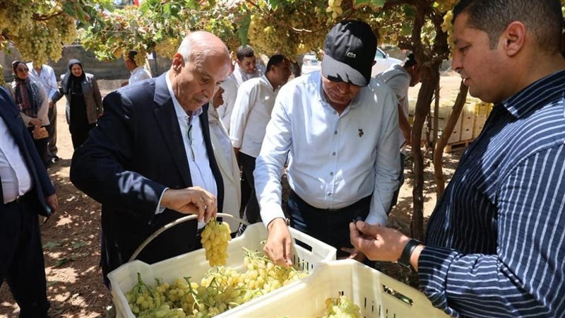 محافظ المنيا يشهد حصاد محصول العنب بأبو قرقاص