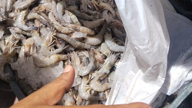 ضبط سيارة محملة بطن جمبري فاسد قبل طرحه في أسواق الفيوم