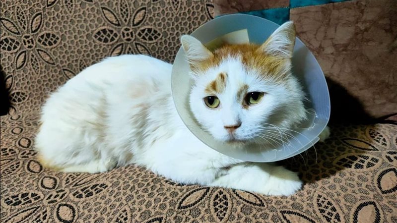 بيطري الغربية ينجح في استئصال شبه كامل لقولون قط يعاني من تضخم مزمن