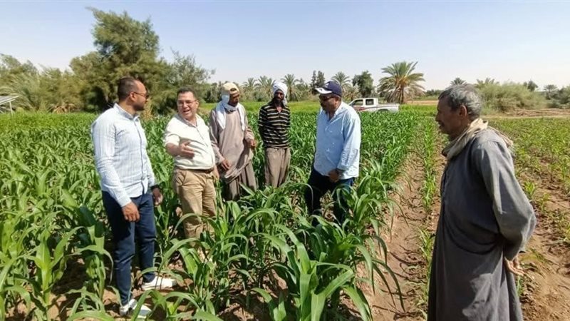 حملة قومية لمتابعة الذرة الشامية بالوادي الجديد ورصد الحالة الإنتاجية للحقول