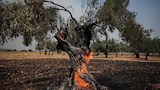 اليونان.. إخلاء مناطق واسعة واستنفار بسبب حرائق الغابات- صور